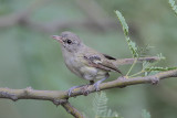 Bells Vireo