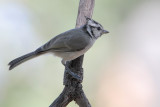 Bridled Titmouse