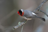 Red-faced Warbler