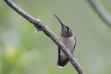 Broad-tailed Hummingbird