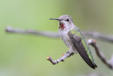 Annas Hummingbird