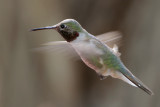 Broad-tailed Hummingbird