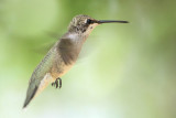 Black-chinned Hummingbird