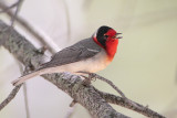 Red-faced Warbler