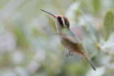 White-eared Hummingbird