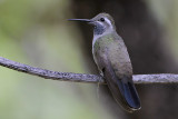 Blue-throated Hummingbird