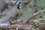 Gambels Quail