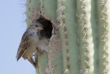 House Sparrow