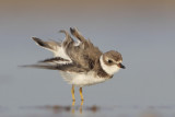 Semipalmated Plover