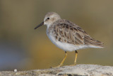 Least Sandpiper