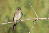 Eastern Wood-Pewee