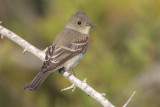 Eastern Wood-Pewee