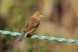 Indigo Bunting