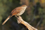 Brown Thrasher