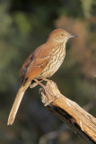 Brown Thrasher