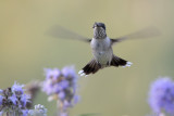 Ruby-throated Hummingbird