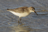 White-rumped Sandpiper