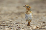 Nelson's Sharp-tailed Sparrow