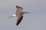 Greater Yellowlegs