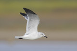 Laughing Gull