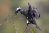 Neotropic Cormorant