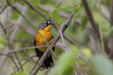 Fan-tailed Warbler