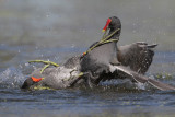 Common Moorhen