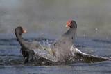 Common Moorhen