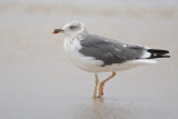 Lesser Black-backed Gull
