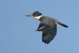 Belted Kingfisher