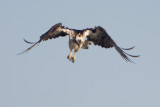 Osprey