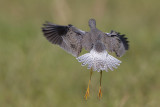 Lesser Yellowlegs