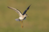 Lesser Yellowlegs