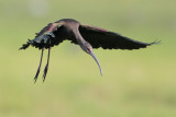 White-faced Ibis