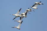 Snow Goose