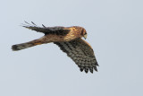 Northern Harrier