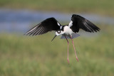 Black-necked Stilt