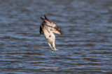 Osprey