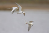 Forsters Tern