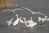 Snowy Egret
