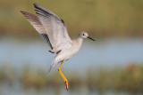 Lesser Yellowlegs