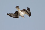 Osprey