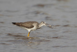 Greater Yellowlegs