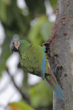 Chestnut-fronted Macaw