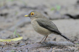 Bare-eyed Thrush