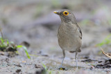 Bare-eyed Thrush