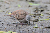 Ruddy Ground-Dove