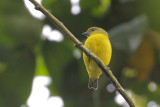 Thick-billed Euphonia