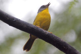 Gray-headed Warbler