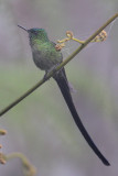 Venezuelan Sylph